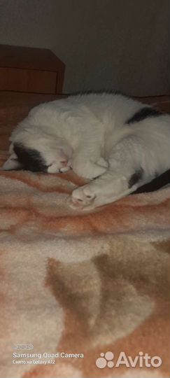 Отдам в добрые руки