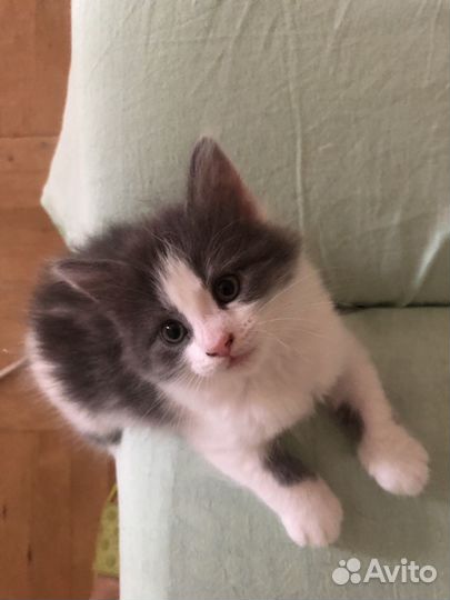 Котенок в добрые руки бесплатно