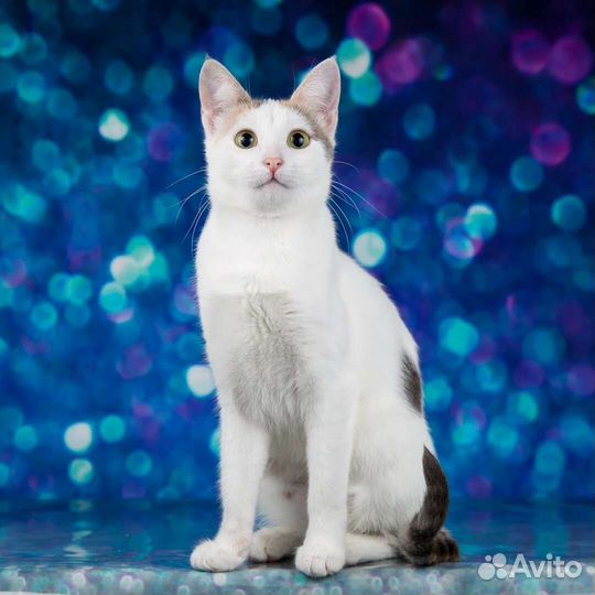 Молоденькая кошечка Мэри