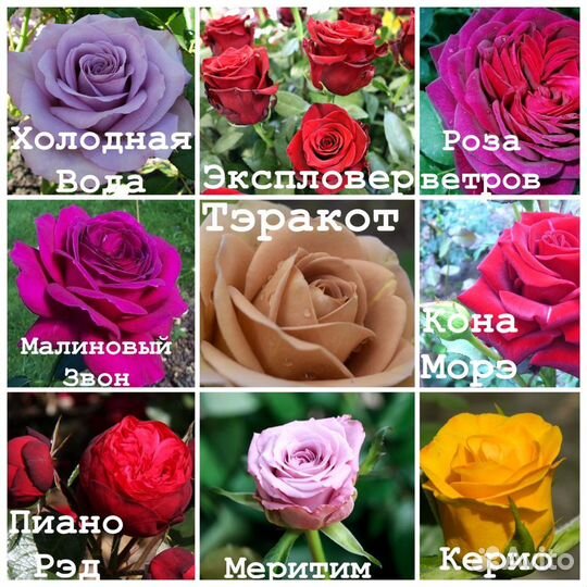 Саженцы роз