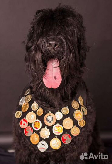 Русский черный терьер. щенки