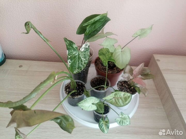 Сингониум набор