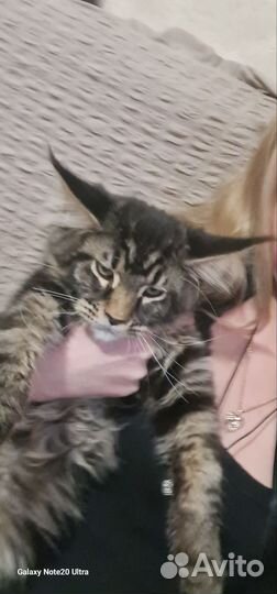 Котята мейн-кун