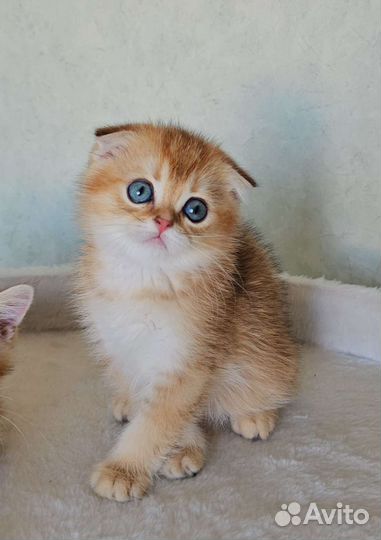 Шотландская