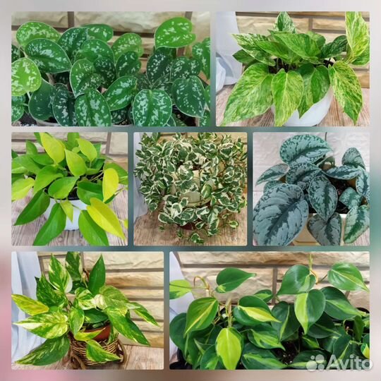 Сциндапсус Эпипремнум Филодендрон Комнатные цветы