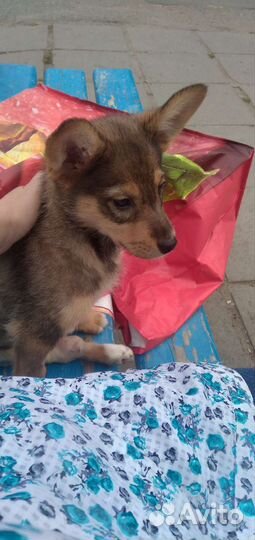 Собака щенок в добрые руки