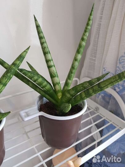 Сансевиерия бонселенсис