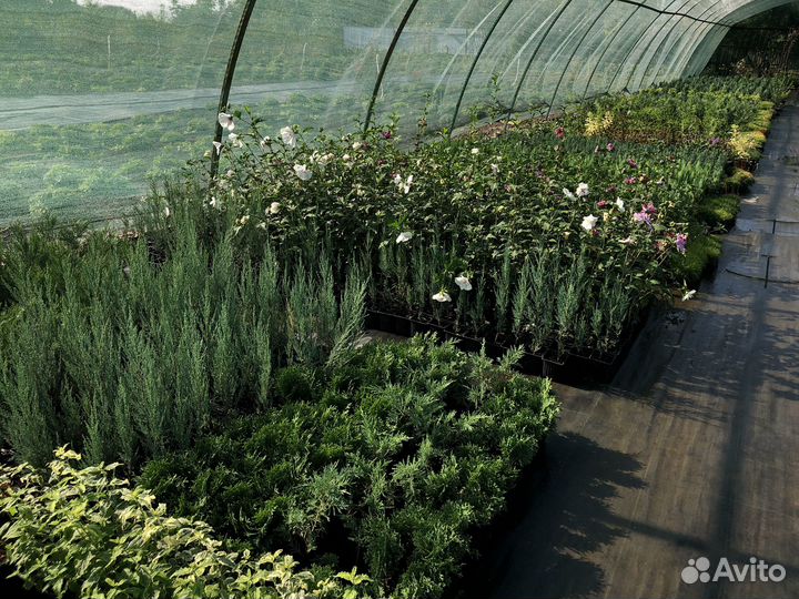 Хвойные и декоративные растения