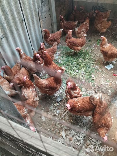 Куры несушки