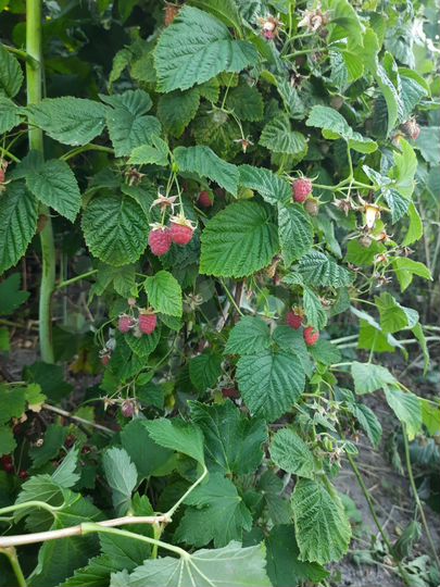 Участок 11,8 сот. (ИЖС)