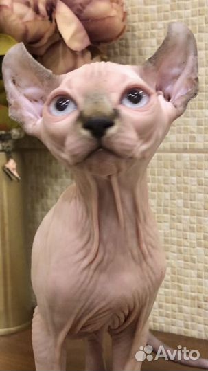 Канадский сфинкс с документами эльф