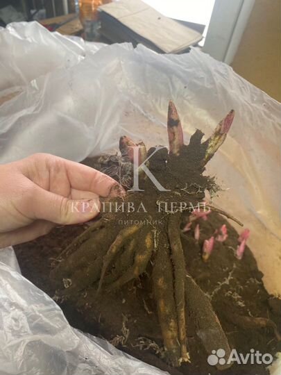 Пион Команд Перфоманс 3-5 почек