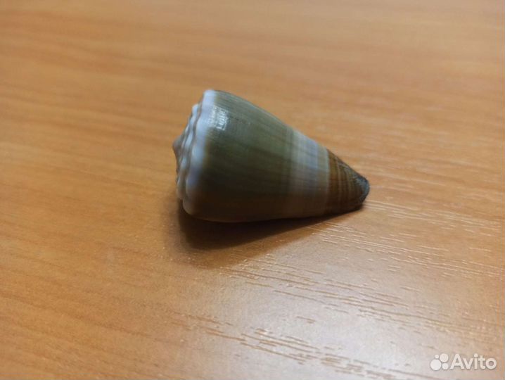 Морская раковина