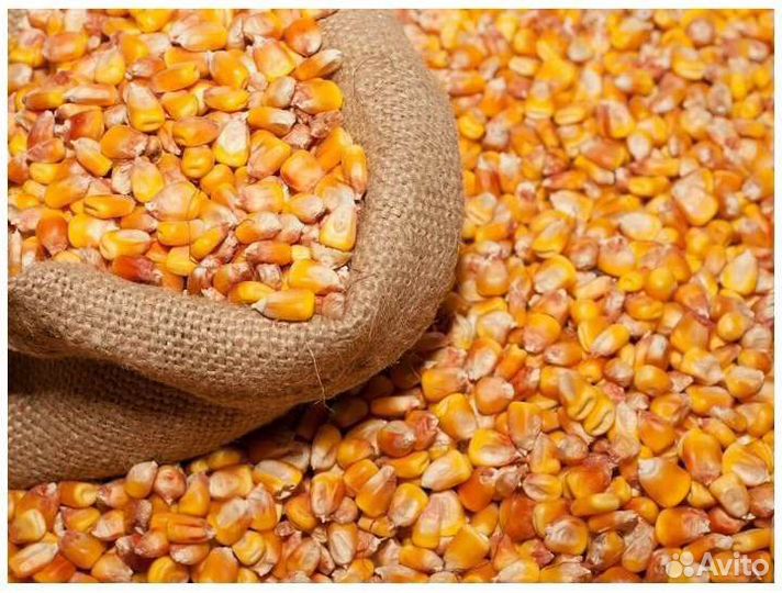 Кукуруза пшеница