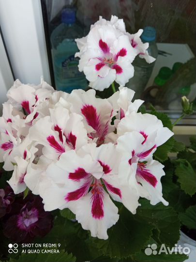 Королевская пеларгония