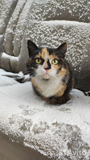Кошка в добрые руки