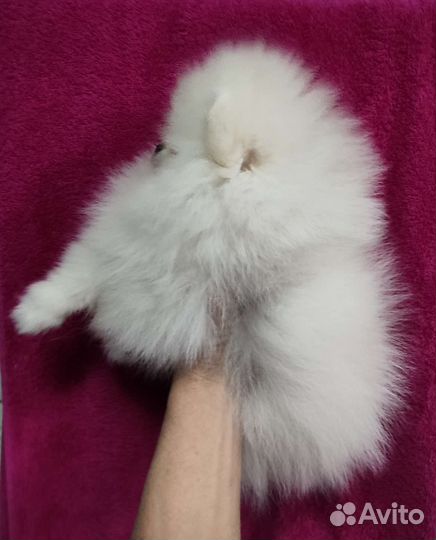 Мини девочка и мальчик