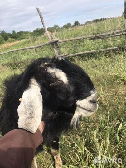 Нубийский козел