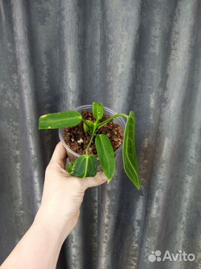 Антуриум Варока