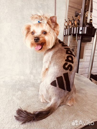 Груминг собак