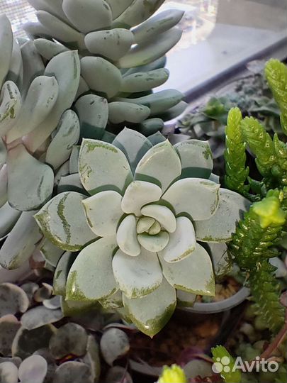 Суккуленты- полный список