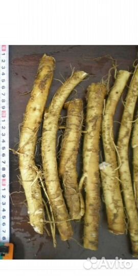 Хрен корни листья почки