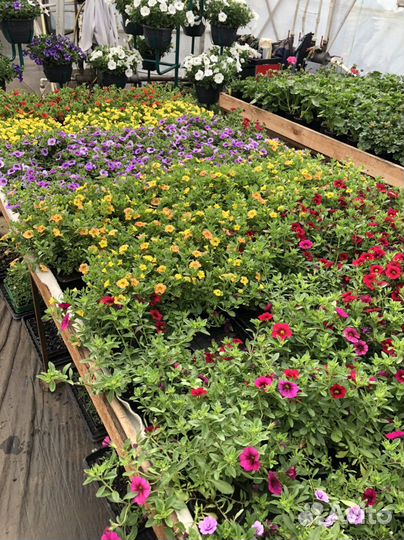 Питмоник растений