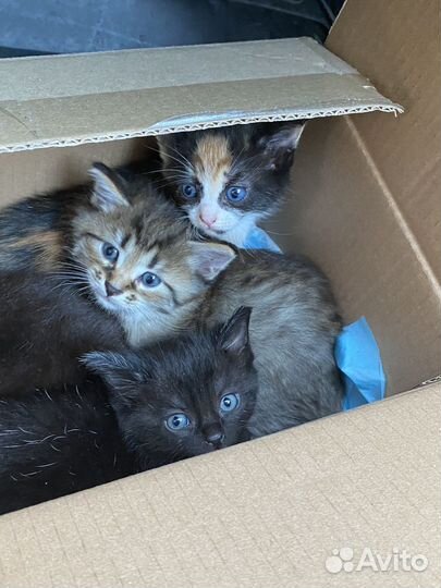 Котята в добрые руки