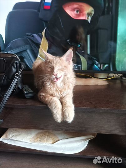 Молодой коти приглашает кошечку на вязку