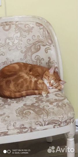 Кот