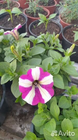 Ампельные петунии