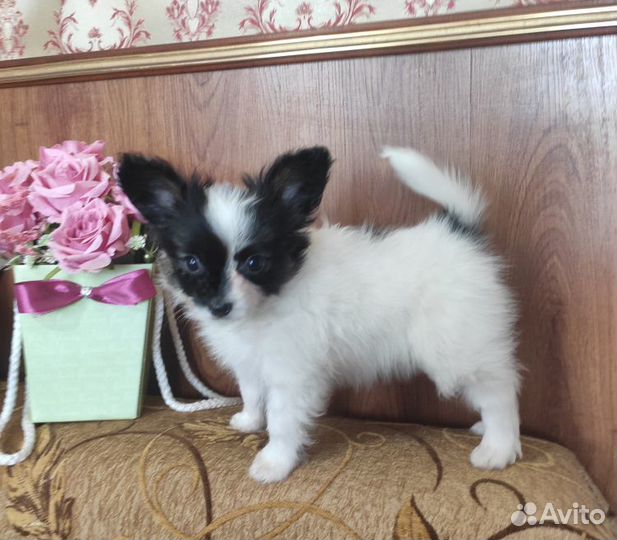 Папийон девочка