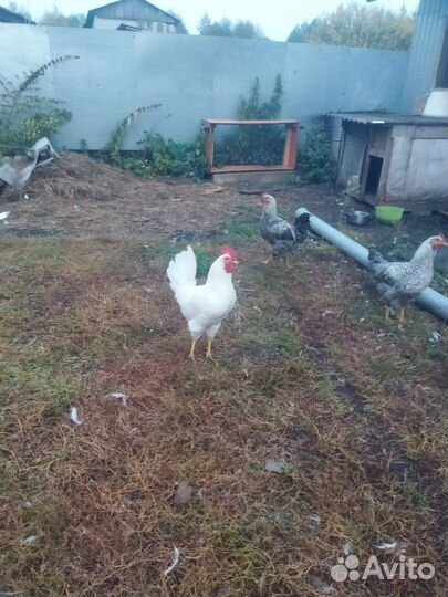Молодые петухи