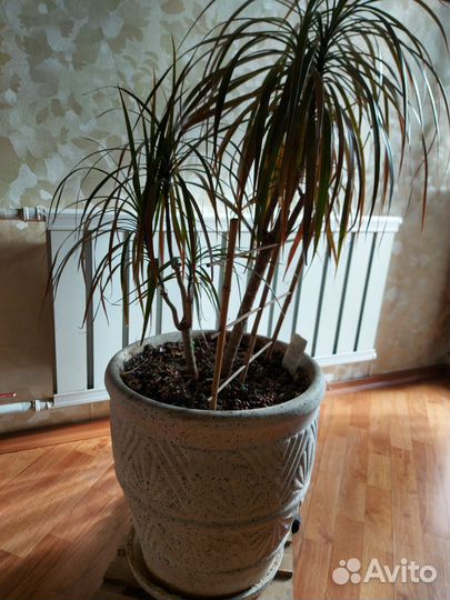 Пальма драцена
