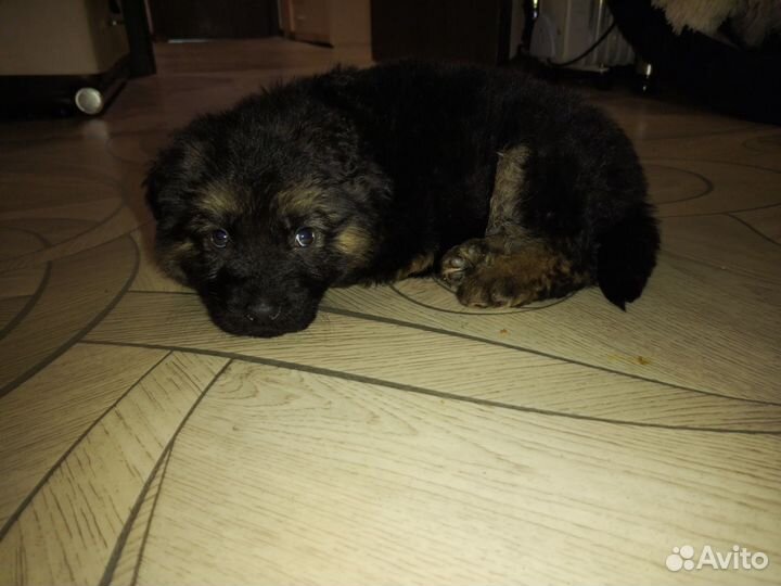 Щенки немецкой овчарки