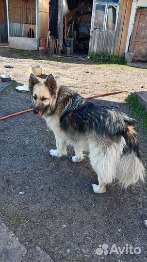 Отдам в добрые руки