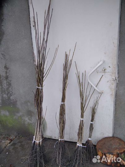 Грецкий орех саженцы