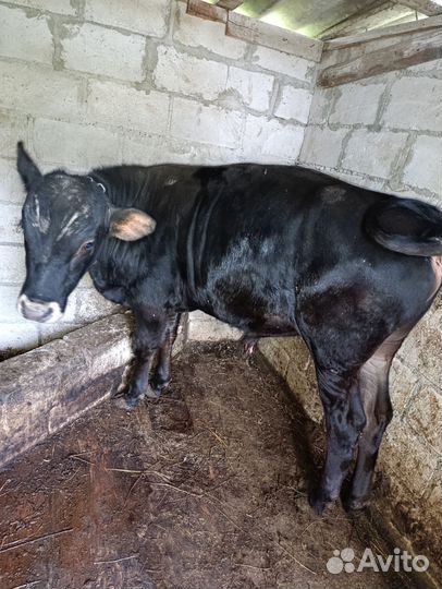 Телка и бычок