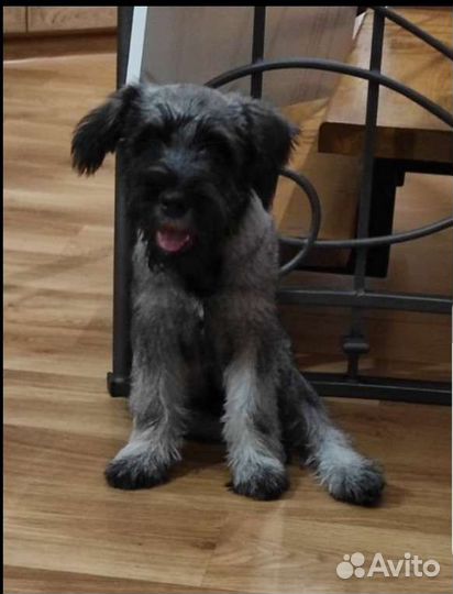 Миттельшнауцер