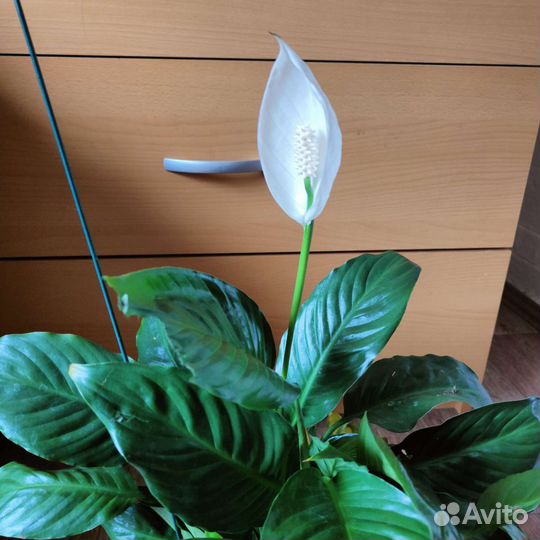 Спатифиллум