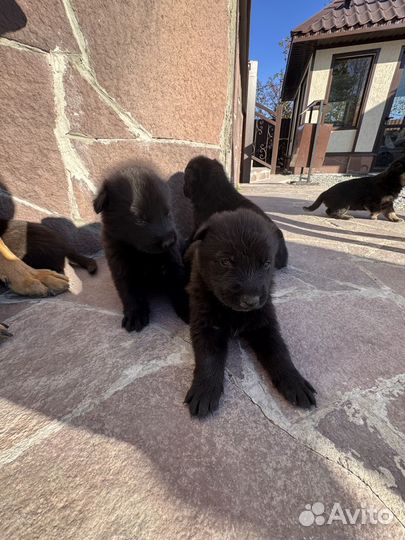 Щенки немецкой овчарки
