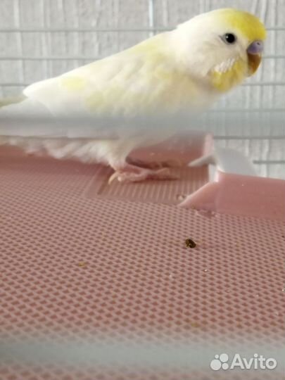 Волнистый попугай