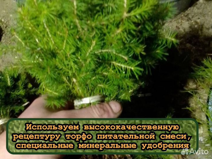 Сеянцы окс ели и сосны