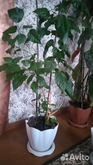 Домашние растения