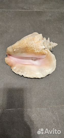 Морская раковина большая