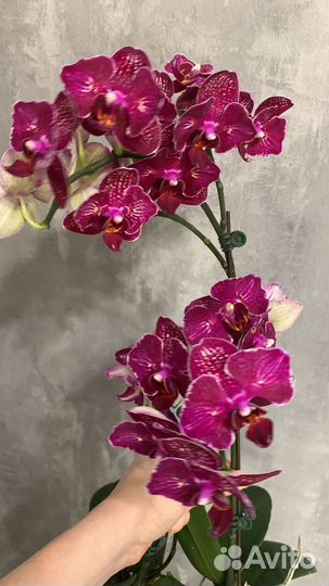 Орхидея черри бом бабочка цветущая