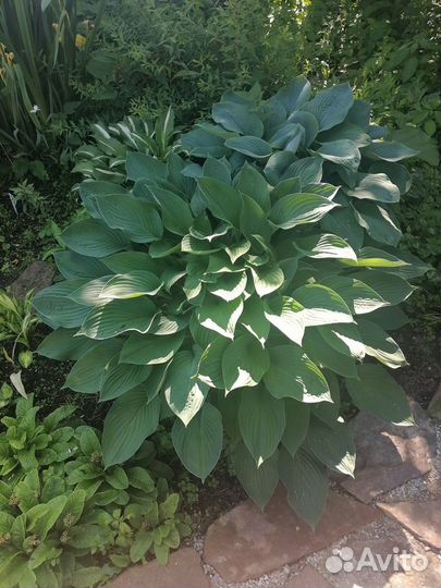 Хоста 7 видов