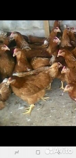 Куры несушки