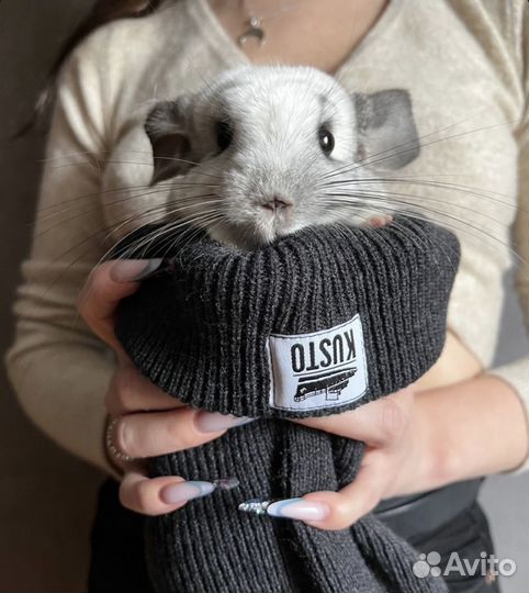 Шиншилла, питомец длявас и детей Питомник