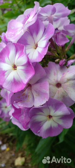 Продам флоксы